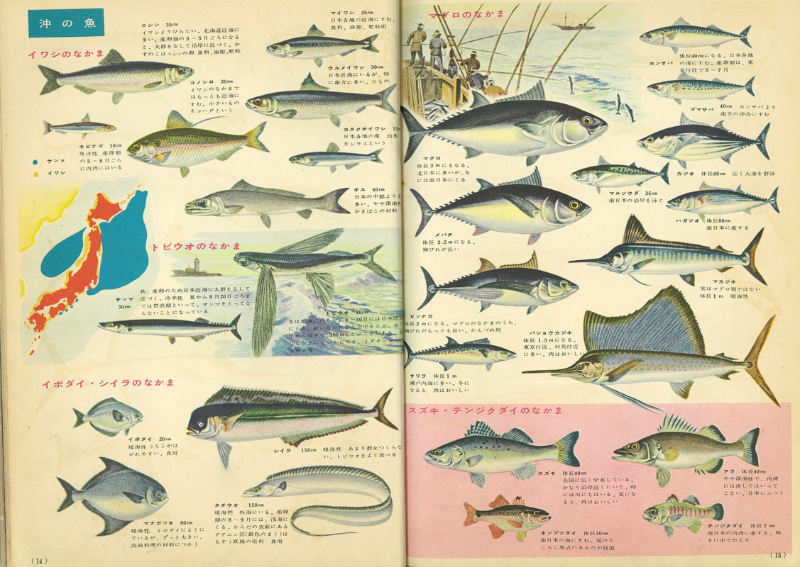 Dalla Shogakukan's Learning Picture Book Series ③: Picture Book of Fish and Shellfish, pubblicata nel 1956. I pesci guardano in tutte le direzioni.