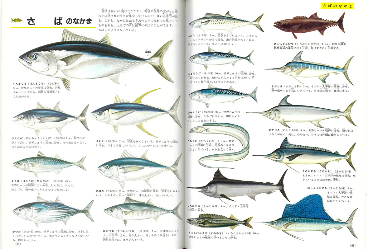 Dalla Shogakukan's Learning Picture Book Series ③: Picture Book of Fish and Shellfish, pubblicata nel 1972. Tutti i pesci guardano a sinistra.